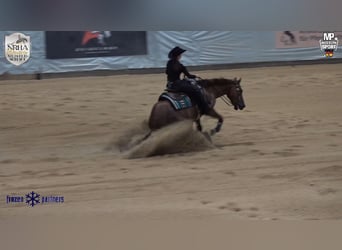 American Quarter Horse, Wallach, 7 Jahre, 152 cm, Fuchs