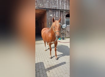 American Quarter Horse, Wallach, 7 Jahre, 152 cm, Fuchs