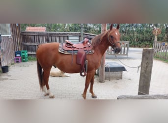 American Quarter Horse, Wallach, 7 Jahre, 152 cm, Fuchs