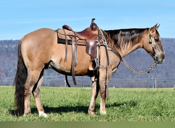 American Quarter Horse, Wallach, 7 Jahre, 152 cm, Grullo