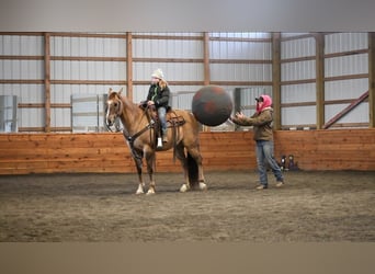 American Quarter Horse, Wallach, 7 Jahre, 152 cm, Grullo