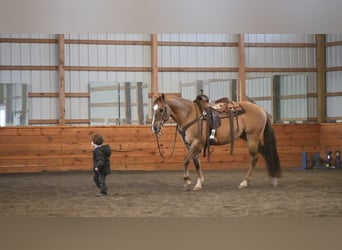 American Quarter Horse, Wallach, 7 Jahre, 152 cm, Grullo