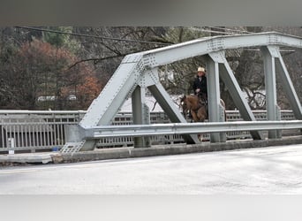 American Quarter Horse, Wallach, 7 Jahre, 152 cm, Grullo