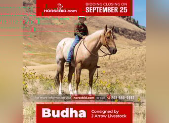 American Quarter Horse, Wallach, 7 Jahre, 152 cm, Palomino