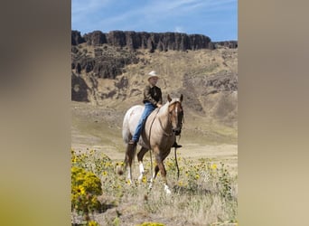 American Quarter Horse, Wallach, 7 Jahre, 152 cm, Palomino