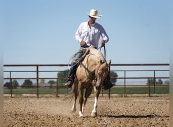 American Quarter Horse, Wallach, 7 Jahre, 152 cm, Palomino