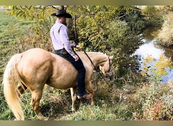 American Quarter Horse Mix, Wallach, 7 Jahre, 152 cm, Palomino