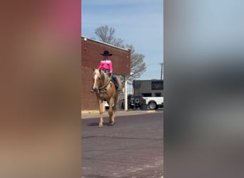 American Quarter Horse, Wallach, 7 Jahre, 152 cm, Palomino