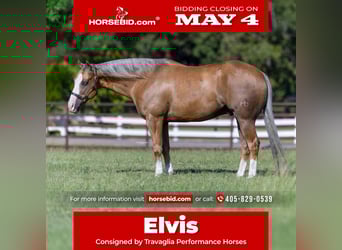 American Quarter Horse, Wallach, 7 Jahre, 152 cm, Palomino