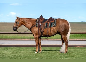 American Quarter Horse, Wallach, 7 Jahre, 152 cm, Palomino