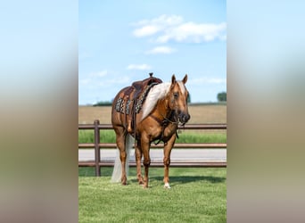American Quarter Horse, Wallach, 7 Jahre, 152 cm, Palomino
