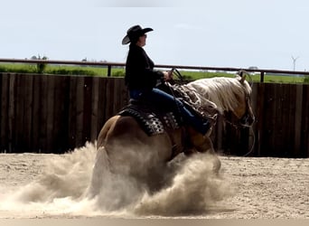 American Quarter Horse, Wallach, 7 Jahre, 152 cm, Palomino