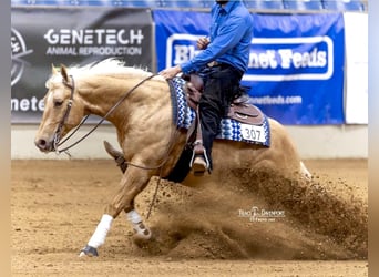 American Quarter Horse, Wallach, 7 Jahre, 152 cm, Palomino
