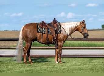 American Quarter Horse, Wallach, 7 Jahre, 152 cm, Palomino