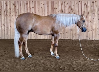American Quarter Horse, Wallach, 7 Jahre, 152 cm, Palomino