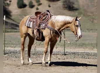 American Quarter Horse, Wallach, 7 Jahre, 152 cm, Palomino