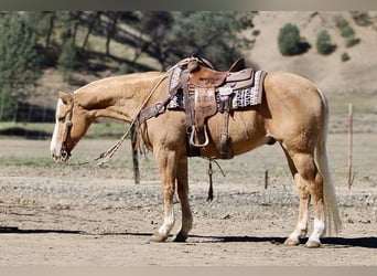 American Quarter Horse, Wallach, 7 Jahre, 152 cm, Palomino