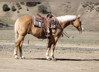 American Quarter Horse, Wallach, 7 Jahre, 152 cm, Palomino