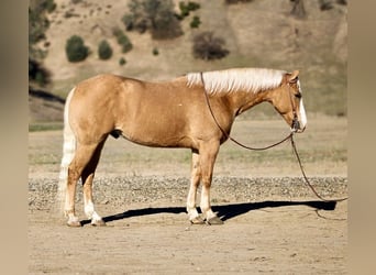 American Quarter Horse, Wallach, 7 Jahre, 152 cm, Palomino