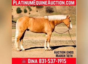 American Quarter Horse, Wallach, 7 Jahre, 152 cm, Palomino