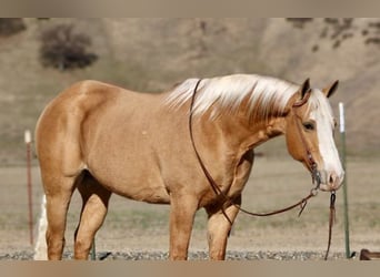 American Quarter Horse, Wallach, 7 Jahre, 152 cm, Palomino