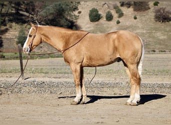 American Quarter Horse, Wallach, 7 Jahre, 152 cm, Palomino