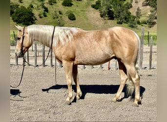 American Quarter Horse, Wallach, 7 Jahre, 152 cm, Palomino