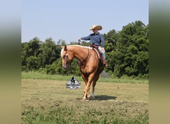 American Quarter Horse, Wallach, 7 Jahre, 152 cm, Palomino