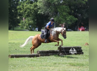 American Quarter Horse, Wallach, 7 Jahre, 152 cm, Palomino