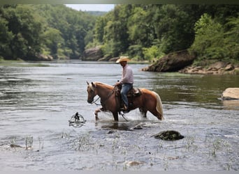 American Quarter Horse, Wallach, 7 Jahre, 152 cm, Palomino