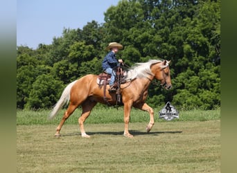 American Quarter Horse, Wallach, 7 Jahre, 152 cm, Palomino