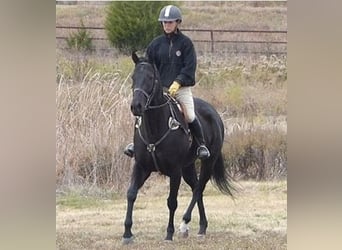 American Quarter Horse, Wallach, 7 Jahre, 152 cm, Rappe