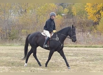 American Quarter Horse, Wallach, 7 Jahre, 152 cm, Rappe