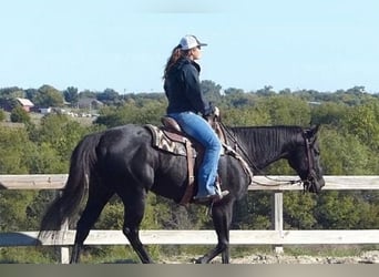 American Quarter Horse, Wallach, 7 Jahre, 152 cm, Rappe