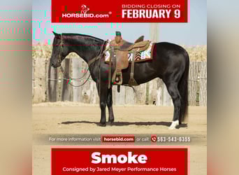 American Quarter Horse, Wallach, 7 Jahre, 152 cm, Rappe