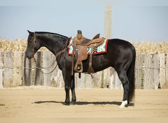 American Quarter Horse, Wallach, 7 Jahre, 152 cm, Rappe