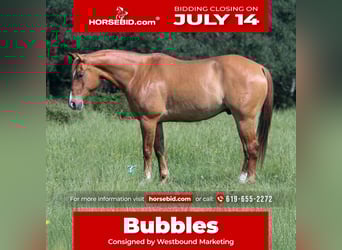 American Quarter Horse, Wallach, 7 Jahre, 152 cm, Red Dun