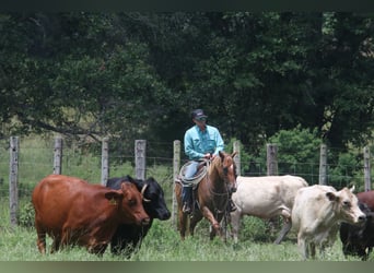 American Quarter Horse, Wallach, 7 Jahre, 152 cm, Red Dun