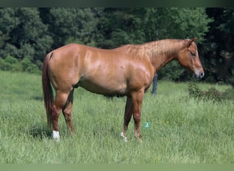 American Quarter Horse, Wallach, 7 Jahre, 152 cm, Red Dun