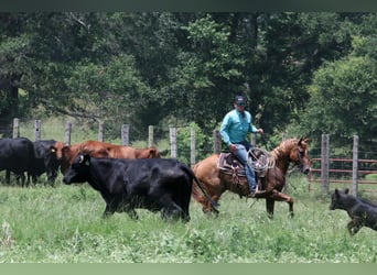 American Quarter Horse, Wallach, 7 Jahre, 152 cm, Red Dun
