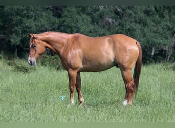 American Quarter Horse, Wallach, 7 Jahre, 152 cm, Red Dun