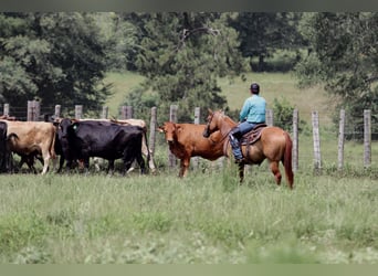 American Quarter Horse, Wallach, 7 Jahre, 152 cm, Red Dun
