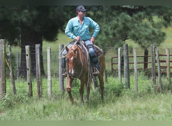 American Quarter Horse, Wallach, 7 Jahre, 152 cm, Red Dun