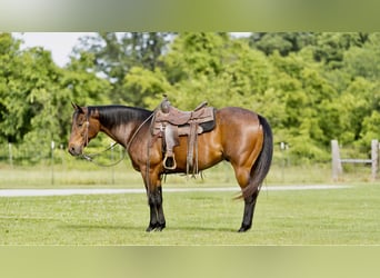 American Quarter Horse, Wallach, 7 Jahre, 152 cm, Roan-Bay