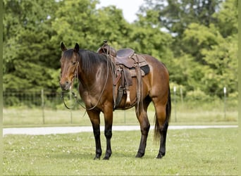 American Quarter Horse, Wallach, 7 Jahre, 152 cm, Roan-Bay