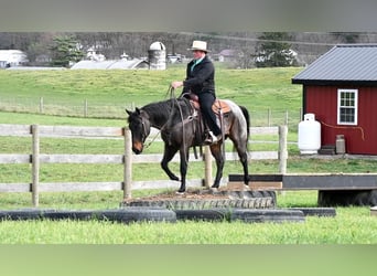 American Quarter Horse Mix, Wallach, 7 Jahre, 152 cm, Roan-Bay
