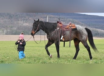 American Quarter Horse Mix, Wallach, 7 Jahre, 152 cm, Roan-Bay