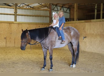 American Quarter Horse, Wallach, 7 Jahre, 152 cm, Roan-Bay