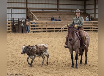 American Quarter Horse, Wallach, 7 Jahre, 152 cm, Roan-Bay