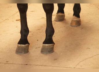 American Quarter Horse, Wallach, 7 Jahre, 152 cm, Roan-Bay